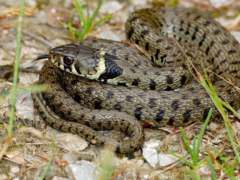 Culebra de collar helvética Culebra de collar helvética