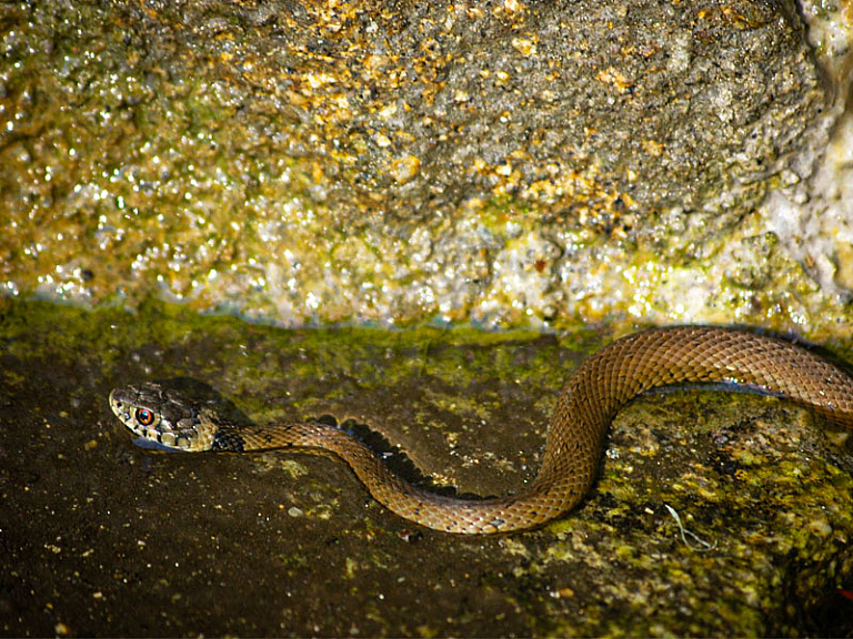 Culebra de collar mediterránea
