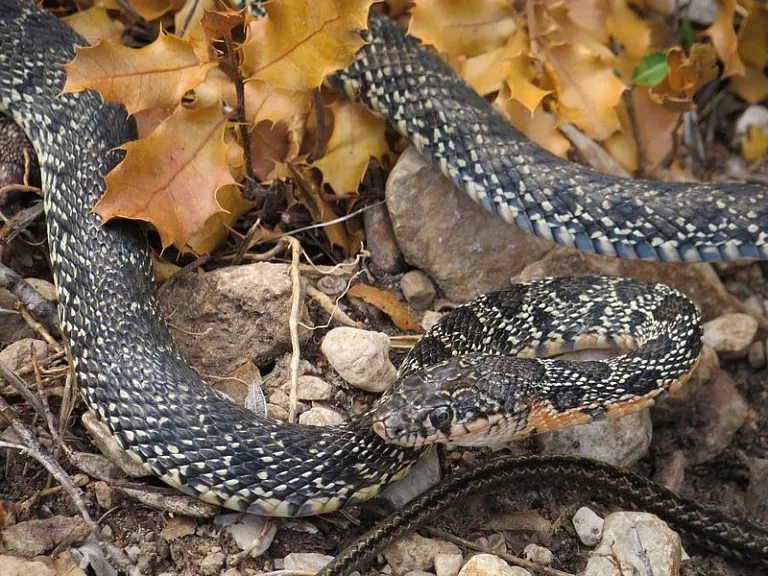 Horseshoe whip snake Horseshoe whip snake