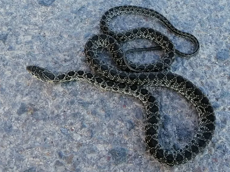 Horseshoe whip snake Horseshoe whip snake