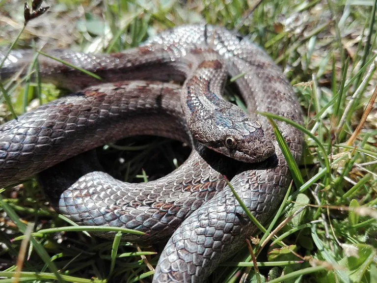 Southern smooth snake