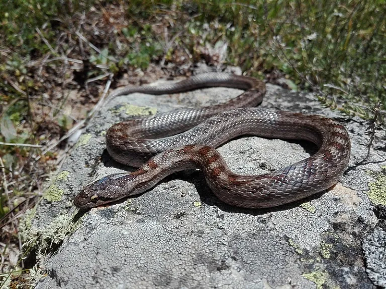 Southern smooth snake