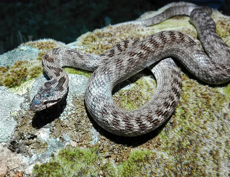 Southern smooth snake