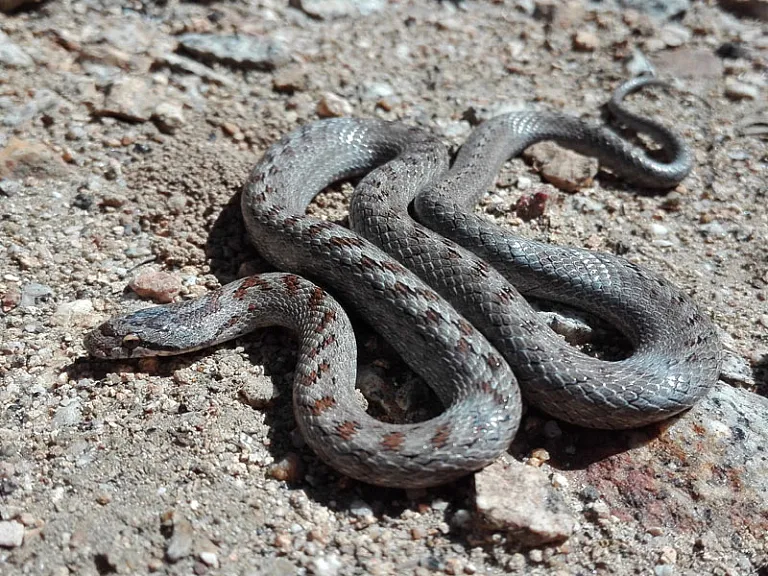 Southern smooth snake
