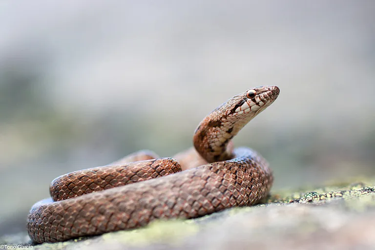 Southern smooth snake
