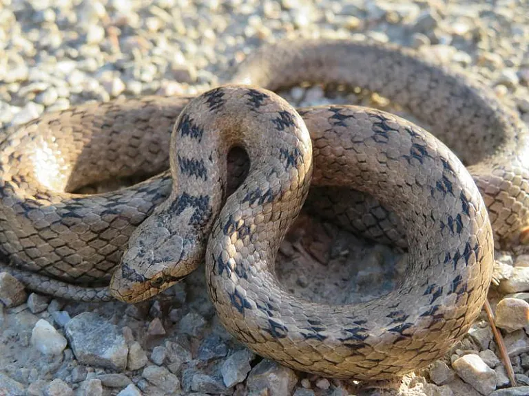 Southern smooth snake