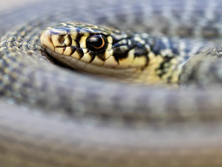 Culebra verdiamarilla