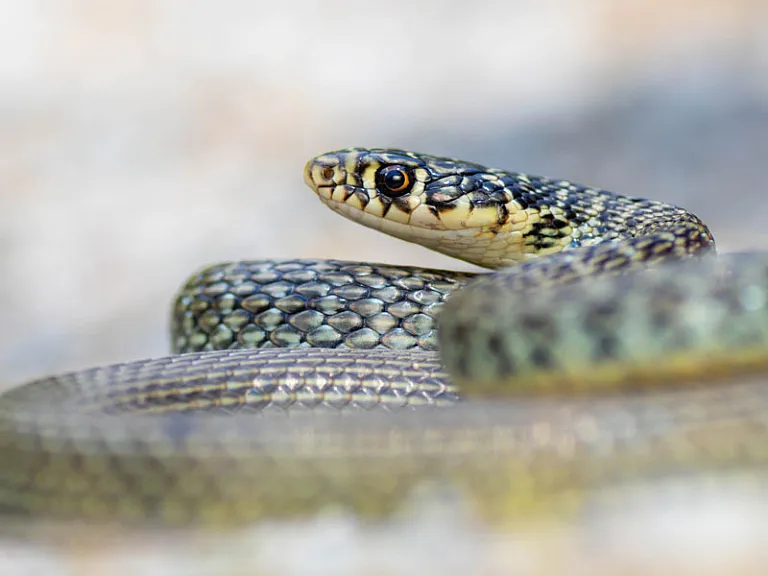 Culebra verdiamarilla