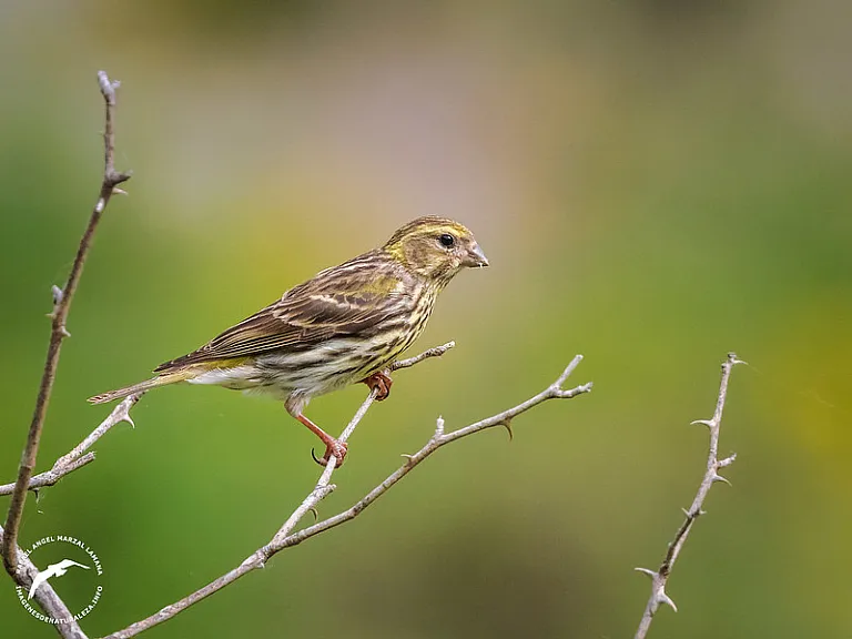 Serín verdecillo (Serinus serinus) Serín verdecillo (Serinus serinus)