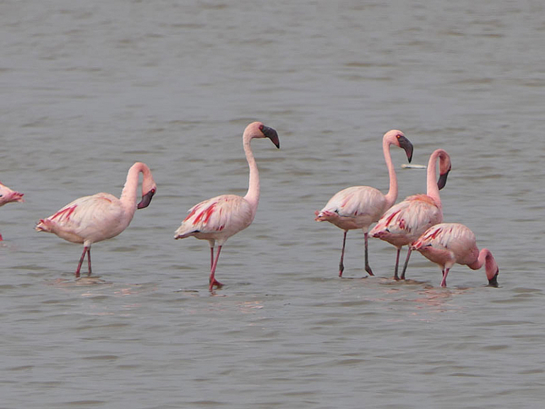 Zwergflamingo