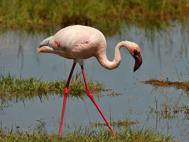 Zwergflamingo