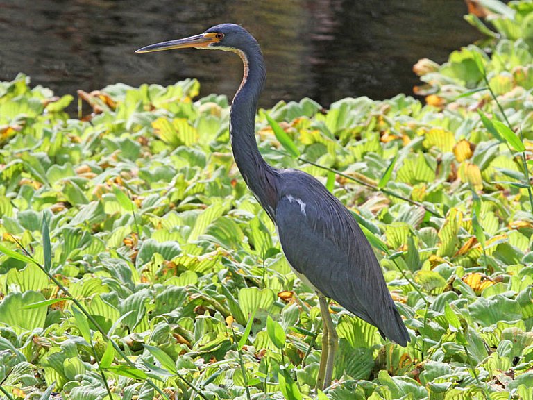 Garceta tricolor (Egretta tricolor)