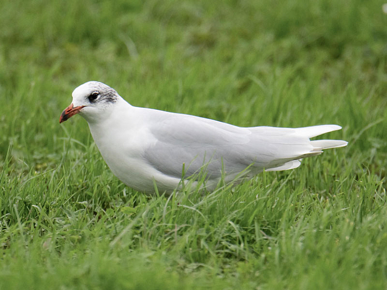 Gaviota cabecinegra