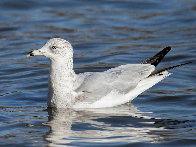 Gavina de Delaware (Larus delawarensis) Gavina de Delaware (Larus delawarensis)