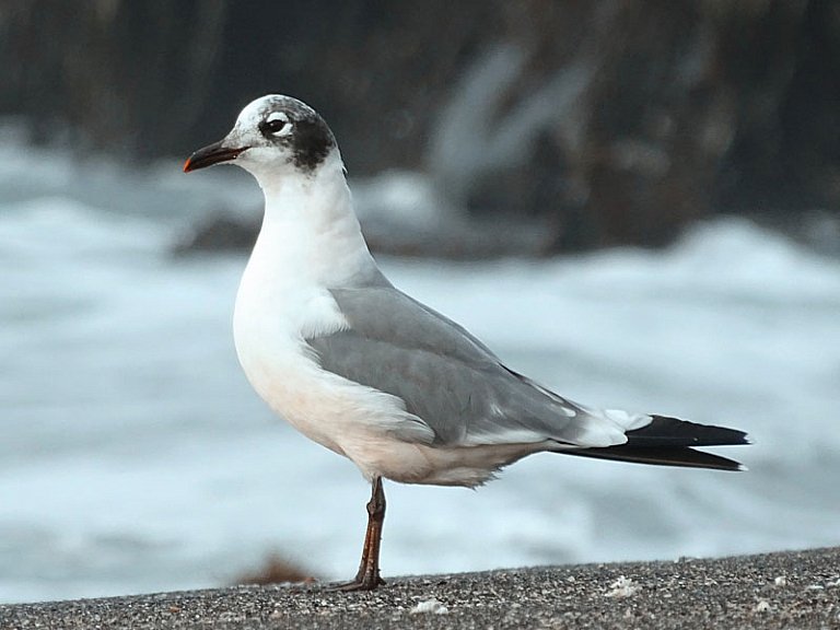 Gaviota-de-franklin