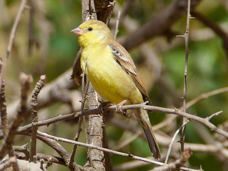 Passero dorato (Passer luteus)
