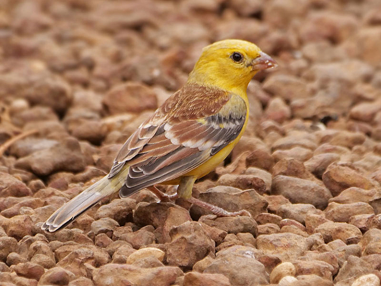 Sudan golden sparrow (Passer luteus) Sudan golden sparrow (Passer luteus)