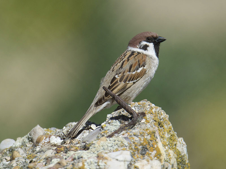 Pardal xarrec (Passer montanus) Pardal xarrec (Passer montanus)
