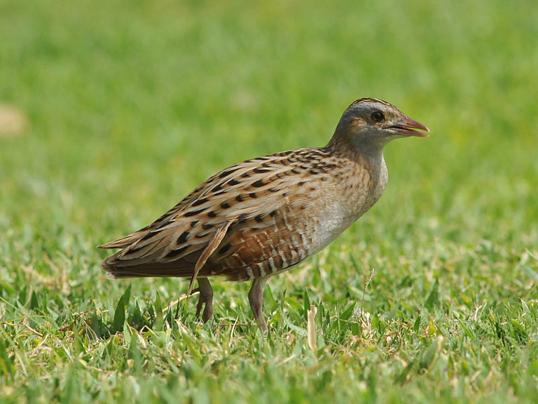 Corn crake