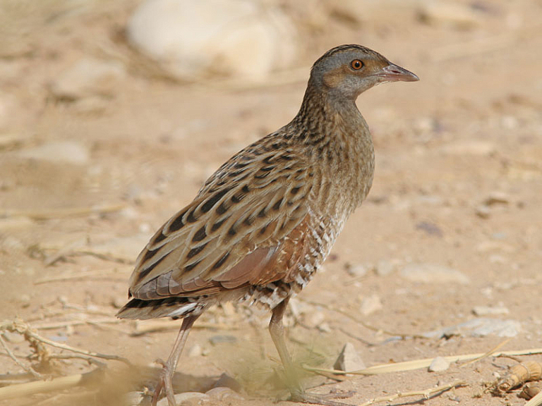 Corn crake