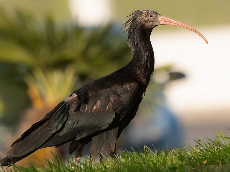 Ibis eremita Ibis eremita