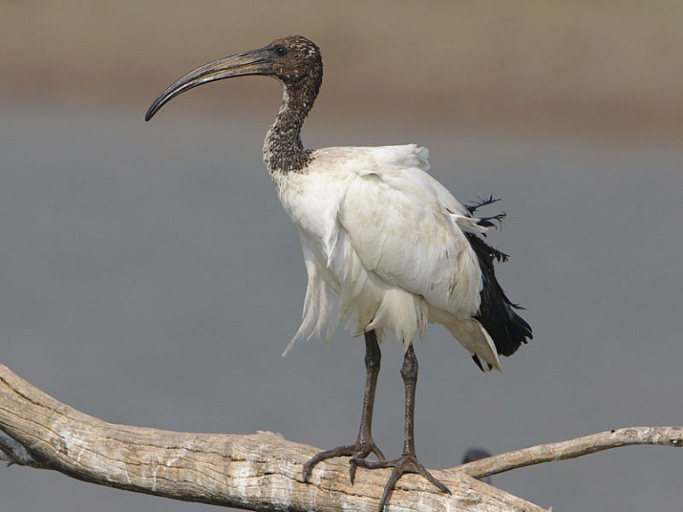 Ibis sagrado (Threskiornis aethiopicus) Ibis sagrado (Threskiornis aethiopicus)