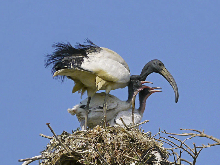 Íbis-sagrado (Threskiornis aethiopicus) Íbis-sagrado (Threskiornis aethiopicus)