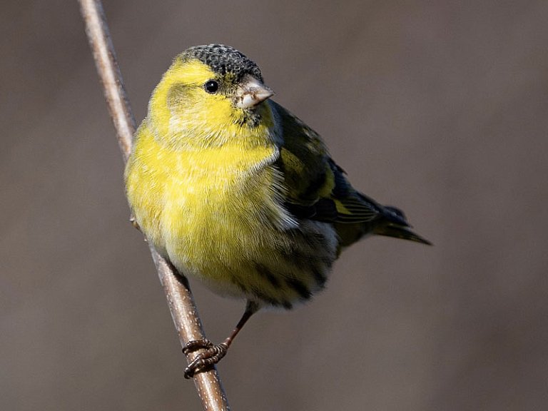Eurasian siskin