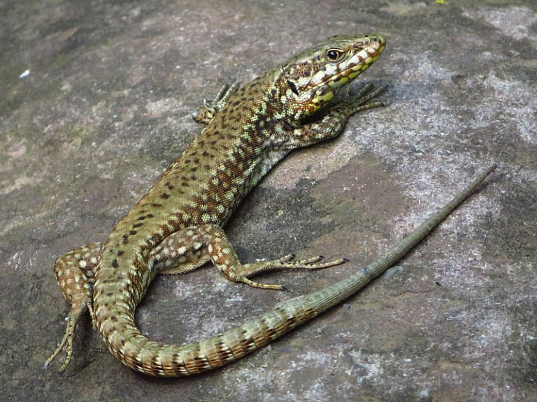 Horma-sugandila (Podarcis muralis)