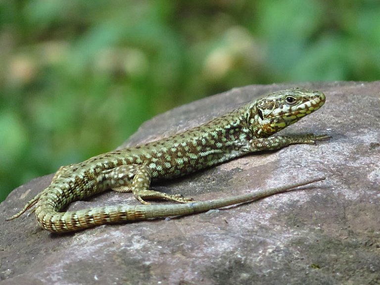Horma-sugandila (Podarcis muralis)