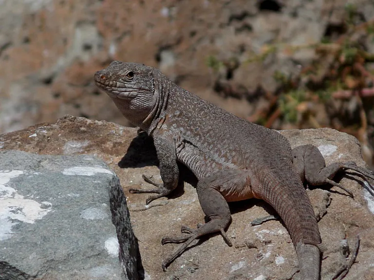 Lagarto gigante de Tenerife (Gallotia intermedia)