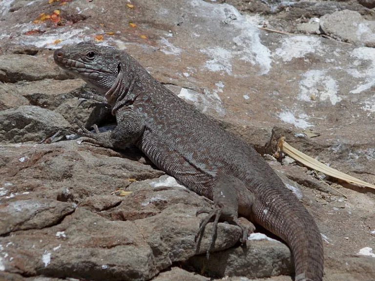 Lagarto gigante de Tenerife (Gallotia intermedia)