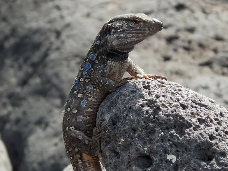 Lagarto tizón (Gallotia galloti)