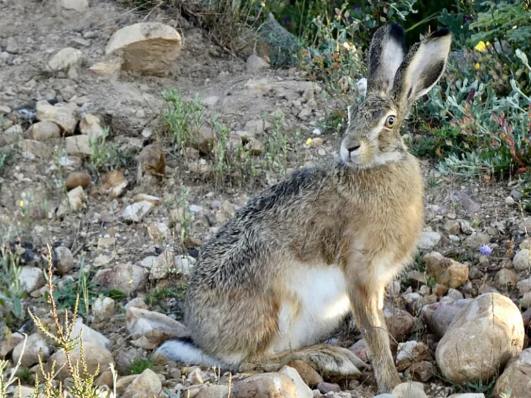 <em>Lepus castroviejoi</em> <em>Lepus castroviejoi</em>