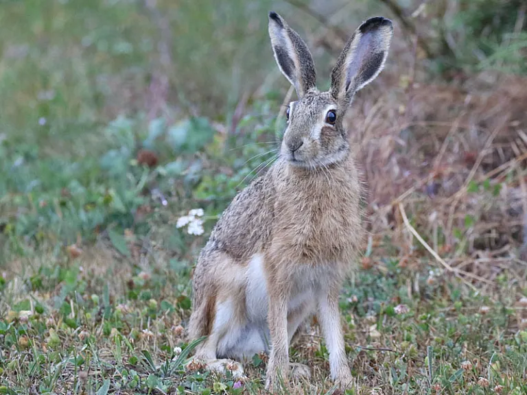 <em>Lepus castroviejoi</em> <em>Lepus castroviejoi</em>