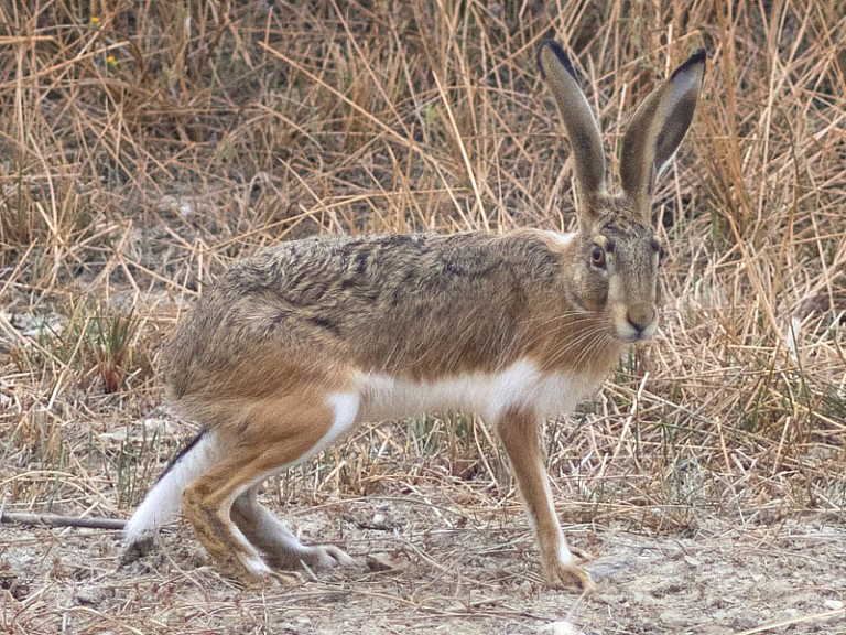 Liebre europea