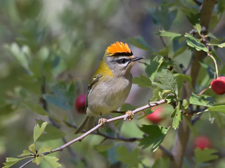 Reyezuelo listado (Regulus ignicapilla)