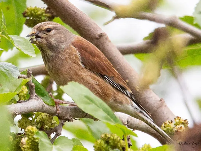 Eurasian linnet