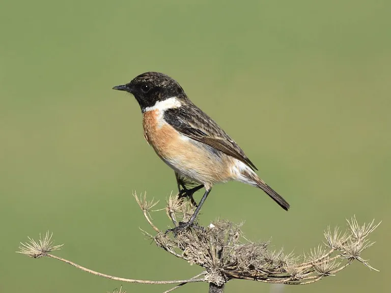 Tarabilla europea (Saxicola rubicola)