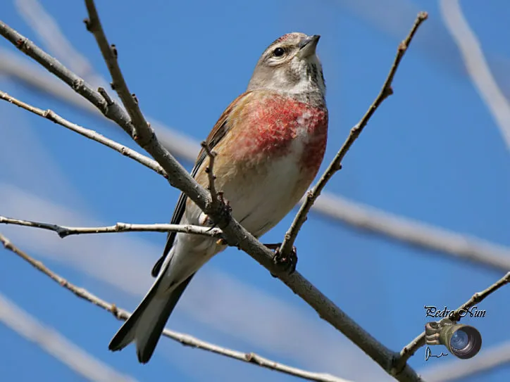 Eurasian linnet