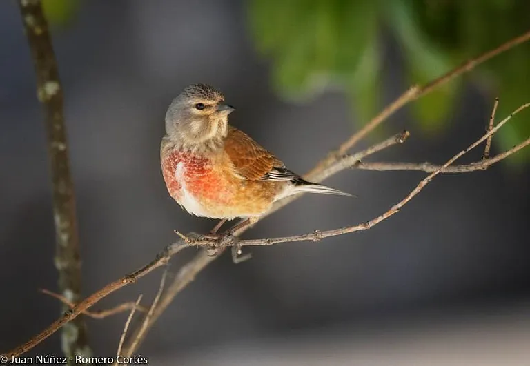 Eurasian linnet