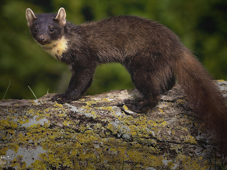 European pine marten European pine marten