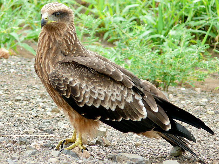 Milhafre-de-bico-amarelo (Milvus aegyptius) Milhafre-de-bico-amarelo (Milvus aegyptius)