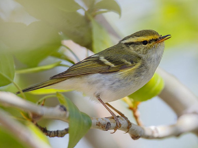 Mosquitero de Pallas