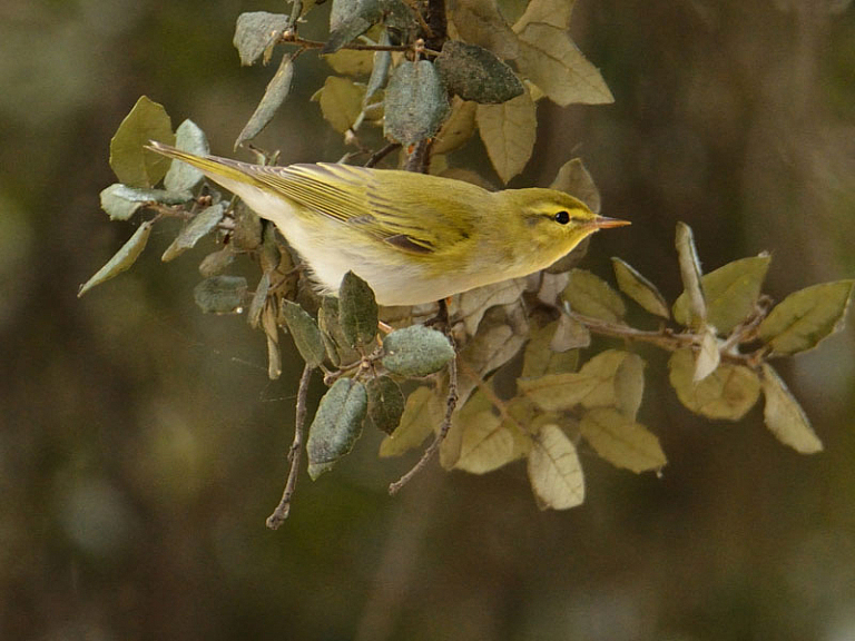 Mosquitero silbador Mosquitero silbador