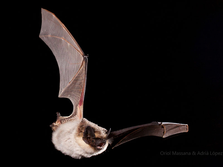 Morcego bicolor (Vespertilio murinus)