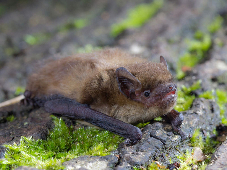 Pipistrelo mediterraneo