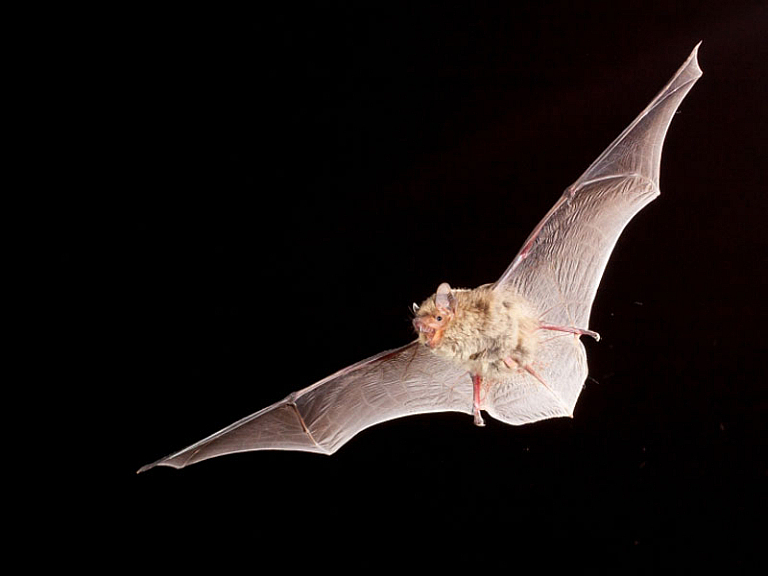 Pipistrelo mediterraneo