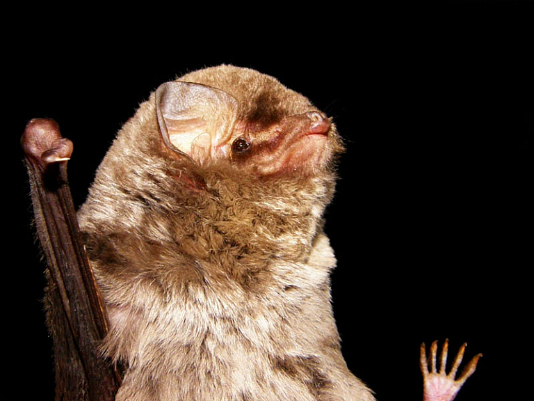 Morcego-de-peluche (Miniopterus schreibersii)