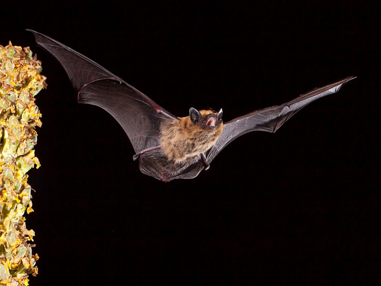 Morcego-anão (Pipistrellus pipistrellus)
